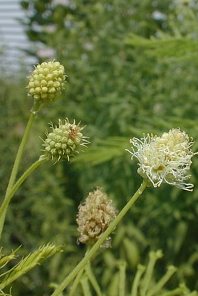 Illinois Bundle Flower -- Desmanthus illinoensis