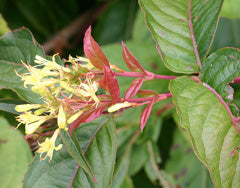 Dwarf Honeysuckle - Diervilla lonicera