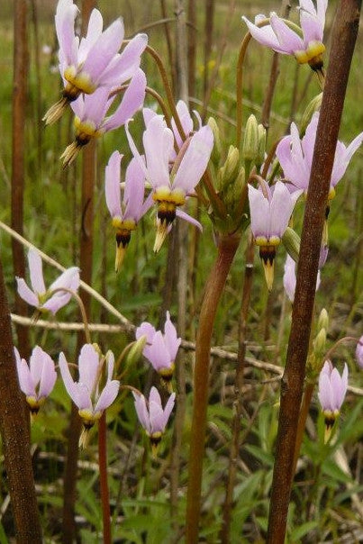 Shooting Star - Dodecatheon meadia