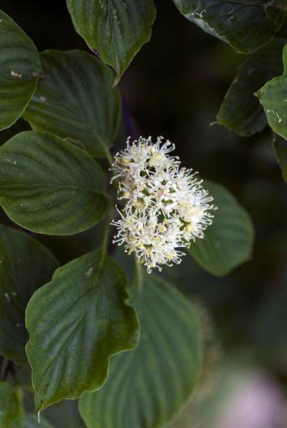 Pagoda Dogwood - Cornus alternifolia