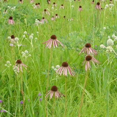 pale coneflowers with rattlesnake master
