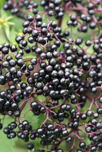 Elderberry - Sambucus nigra var. canadensis