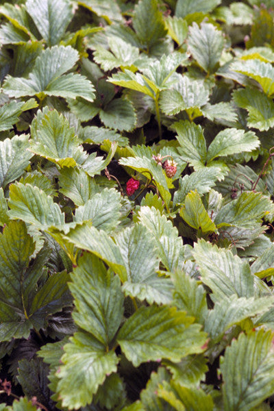 Wild Strawberry - Fragaria virginiana