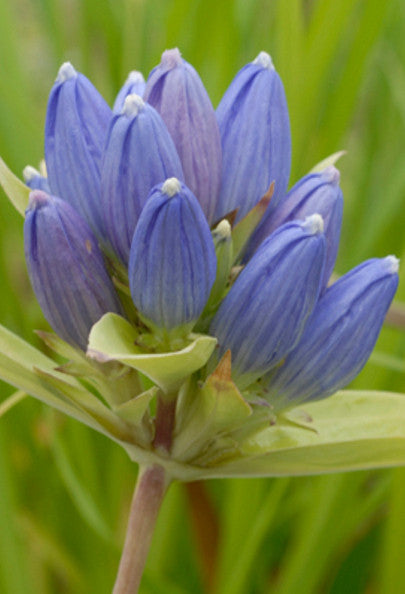 Bottle Gentian - Gentiana andrewsii