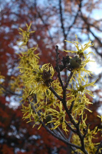 Common Witch Hazel - Hamamelis virginiana