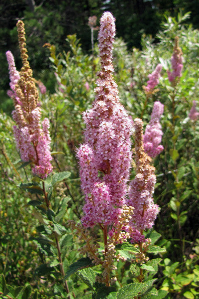 Hardhack  (Steeplebush) - Spiraea tomentosa