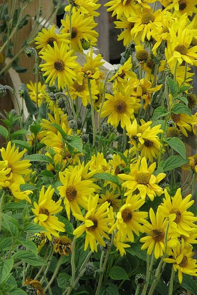 Downy Sunflower - Helianthus mollis