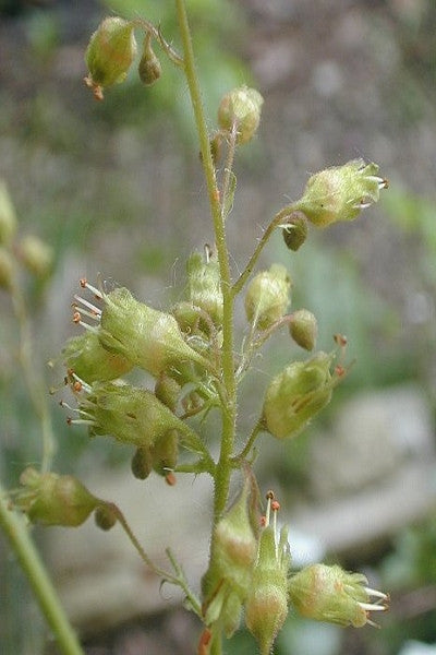 Prairie Alumroot - Heuchera richardsonii