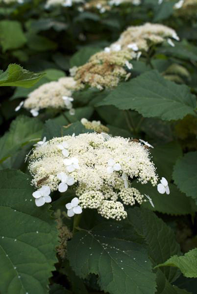 Smooth Hydrangea - Hydrangea arborescens