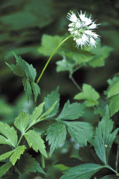 Virginia waterleaf - Hydrophyllum virginianum