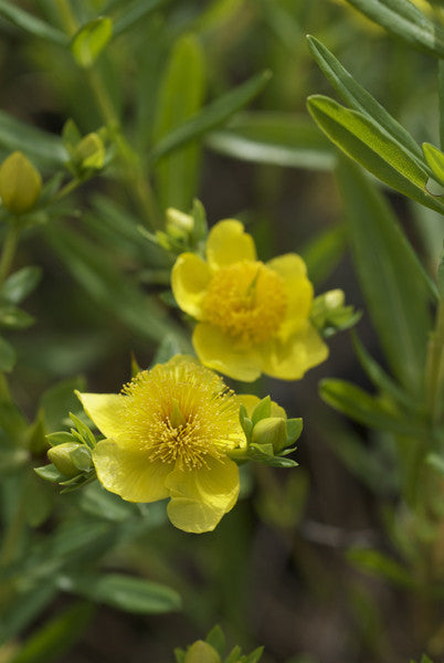 Kalm's St. John's Wort - Hypericum kalmianum