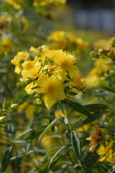 Shrubby St. John's Wort - Hypericum prolificum