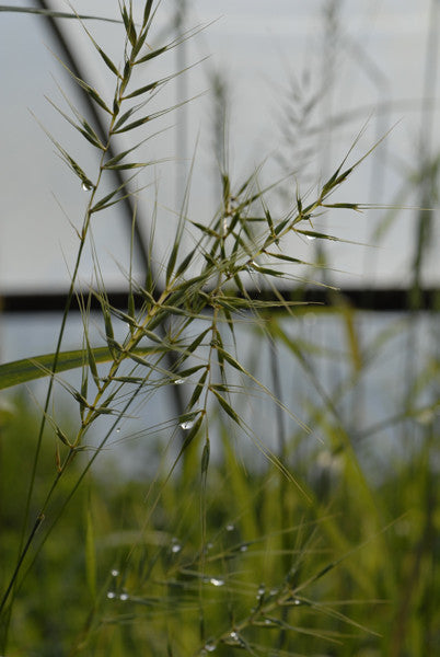 Bottlebrush Grass - Elymus patula