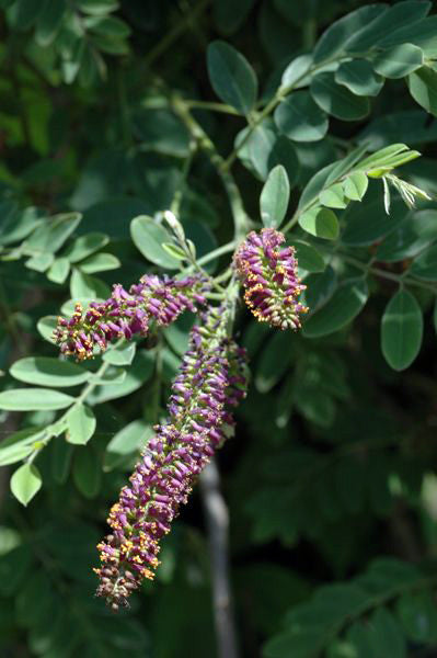 Indigo Bush - Amorpha fruticosa