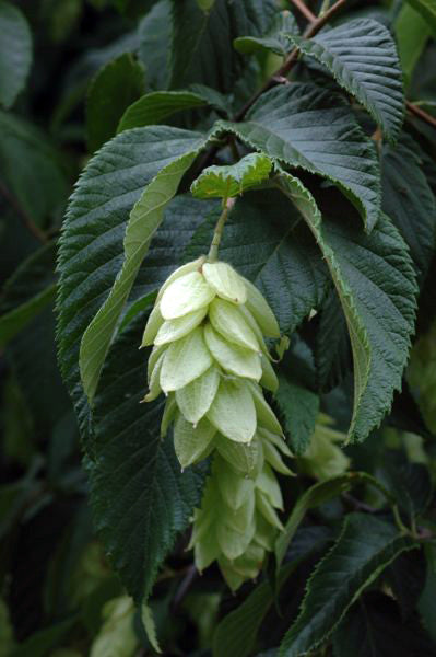 Ironwood - Ostrya virginiana