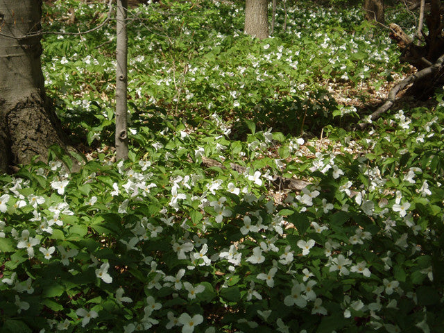 White trillium in a forest