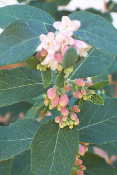 Snowberry - Symphoricarpos albus