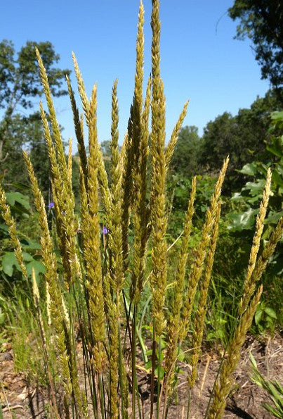 June Grass - Koeleria macrantha