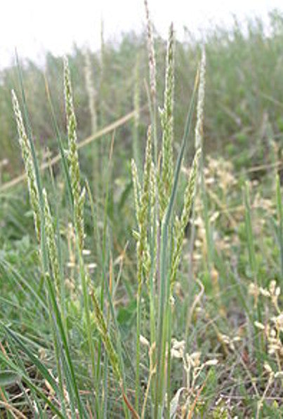 June Grass - Koeleria macrantha