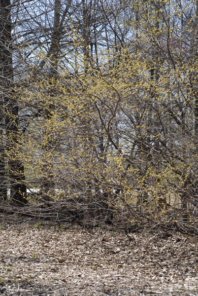 Spicebush - Lindera benzoin