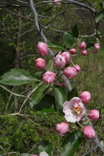 Prairie Crabapple -- Malus ioensis