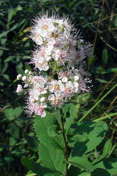 Meadowsweet - Spiraea alba