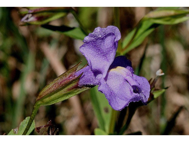 Monkey Flower – Mimulus ringens