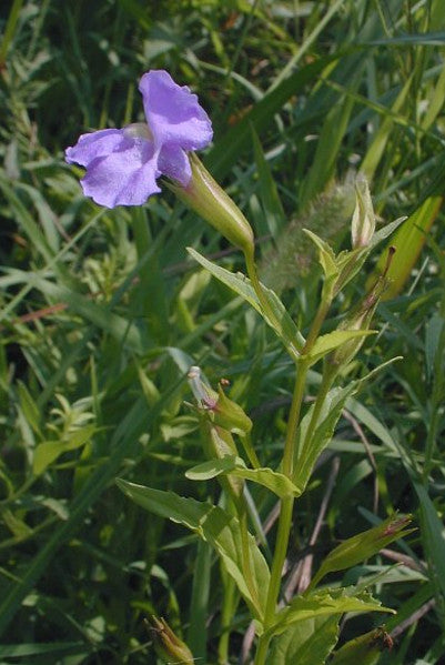 Monkey Flower – Mimulus ringens