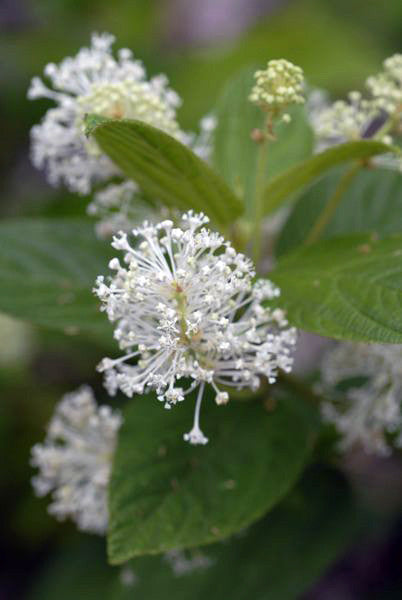 New Jersey Tea - Ceanothus americanus