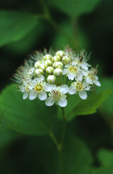 Ninebark - Physocarpus opulifolius