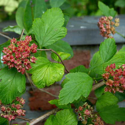 Ninebark - Physocarpus opulifolius