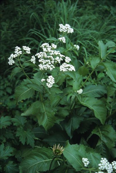 Wild Quinine - Parthenium integrifolium