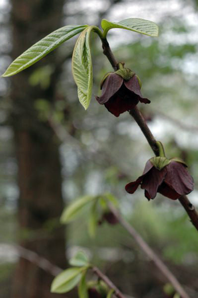 Paw Paw – Asimina triloba