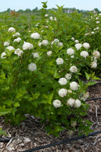 Ninebark - Physocarpus opulifolius