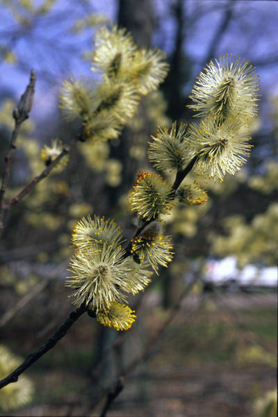 Prairie Willow - Salix humilis