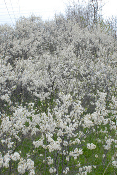 American Plum - Prunus americana