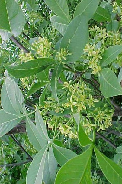 Wafer Ash - Ptelea trifoliata