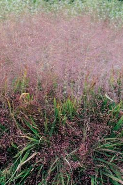 Purple Love Grass - Eragrostis spectabilis