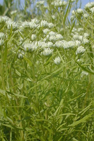 Slender Mountain Mint -- Pycnanthemum tenuifolium