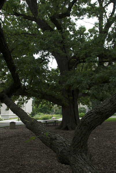 Bur Oak - Quercus macrocarpa