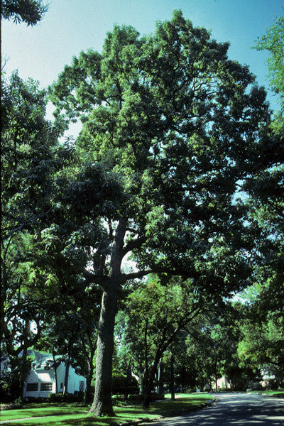 Chinquapin Oak - Quercus muehlenbergii