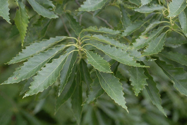 Chinquapin Oak - Quercus muehlenbergii