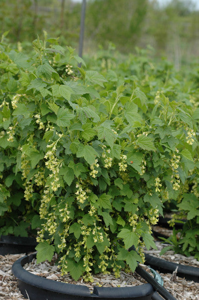 Wild Black Currant - Ribes americanum