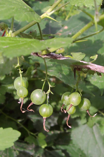 Wild Gooseberry -- Ribes missouriense