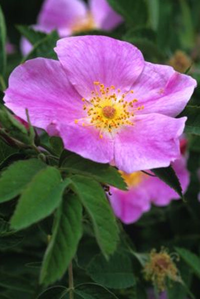 Early Wild Rose -- Rosa blanda