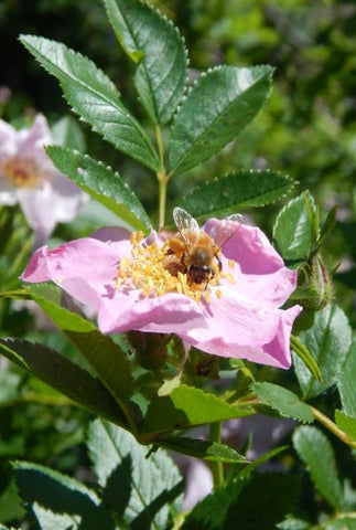 Palusa Honey