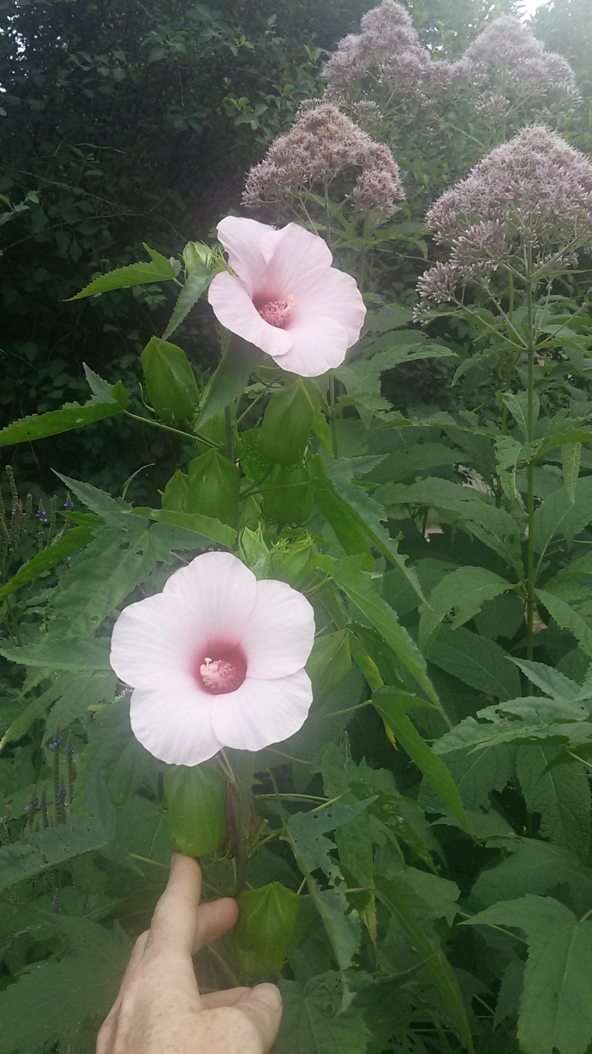 Halberd-leaved Rose Mallow -- Hibiscus laevis