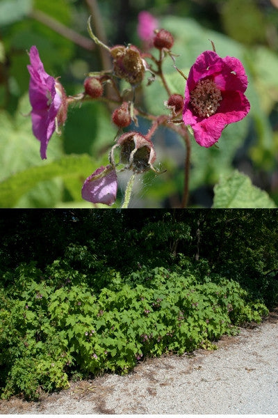 Purple Flowering Raspberry - Rubus odoratus