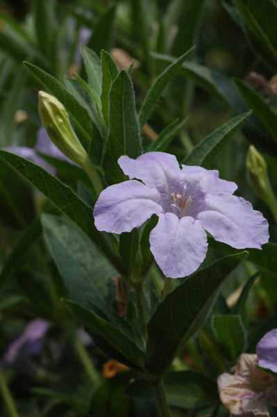 Wild Petunia - Ruellia humilis