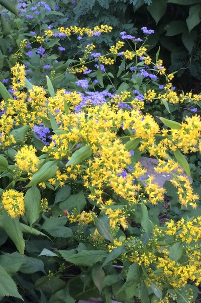 Zig-zag Goldenrod - Solidago flexicaulis